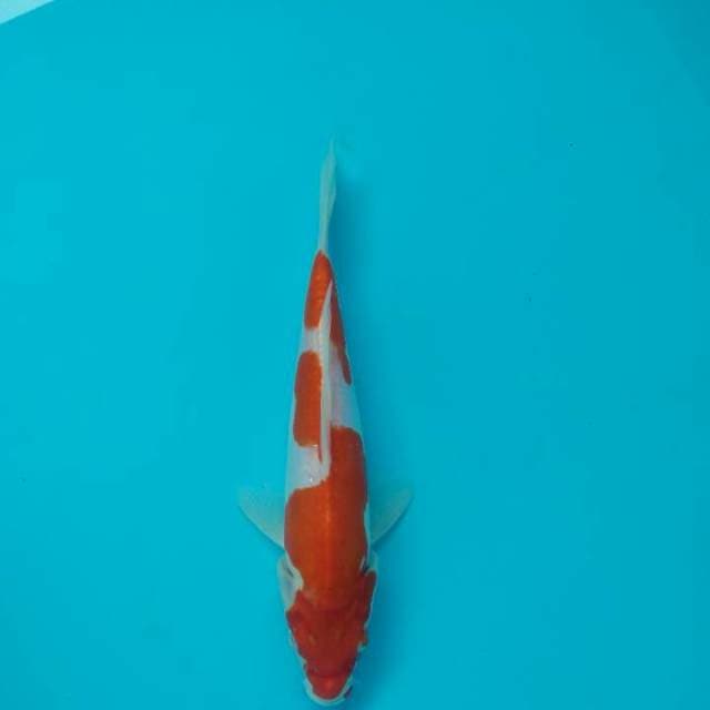 Original Inazuma doitsu kohaku murni 21cm
