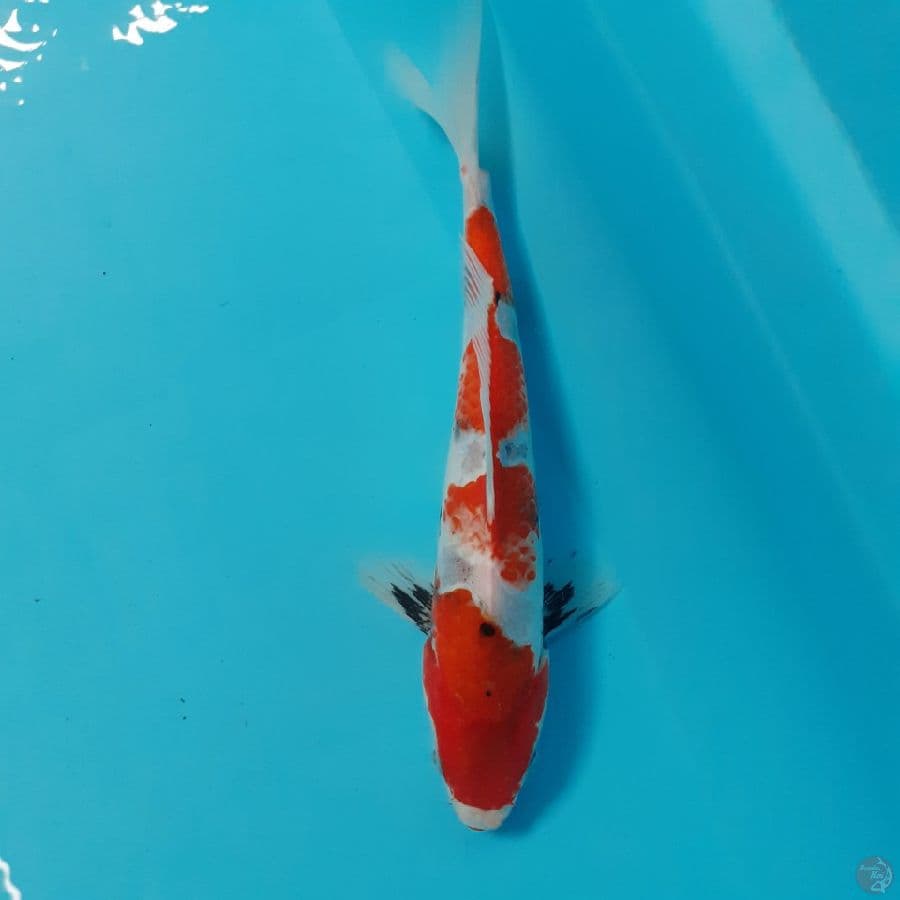 *SHOWA//ML/23CM*