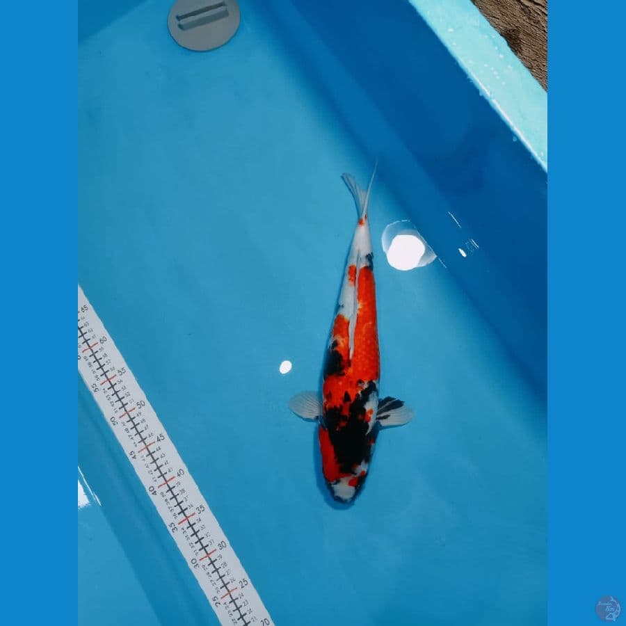 SHOWA 40 CM MALE