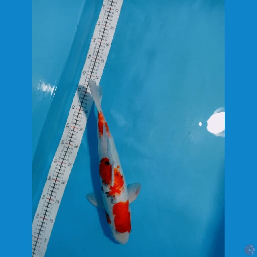 SHOWA 40.CM.MALE