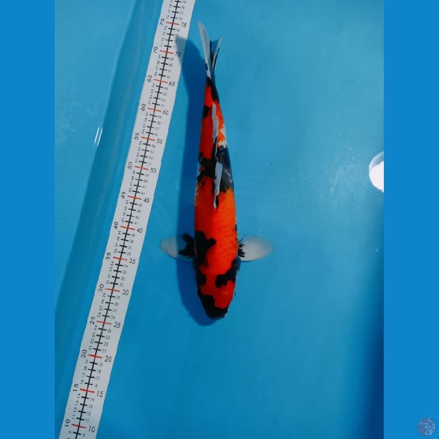 SHOWA 44 CM