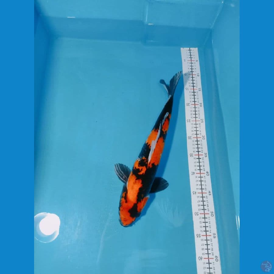 SHOWA 44 CM