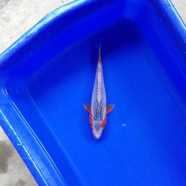 asagi 18cm