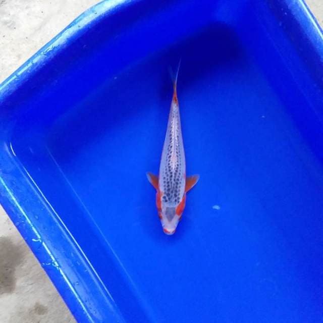 asagi 18cm