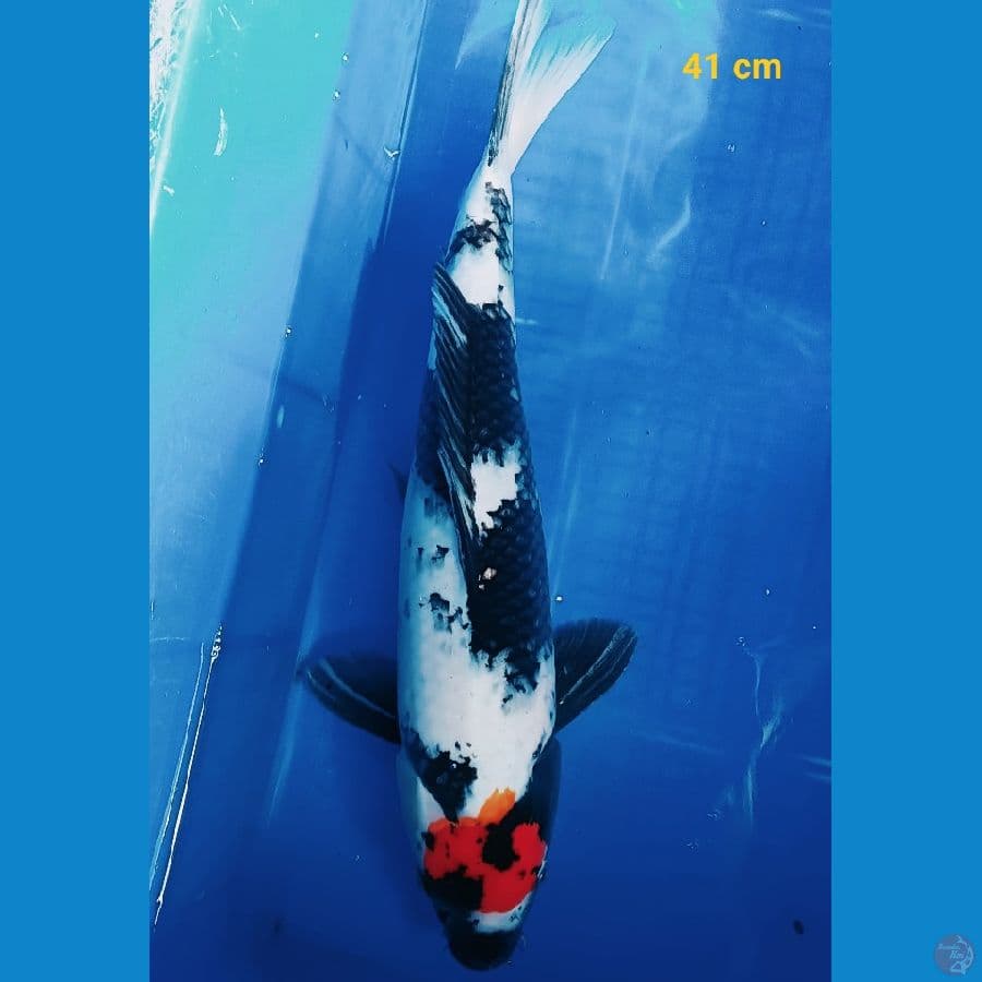 Tancho Showa 41 cm