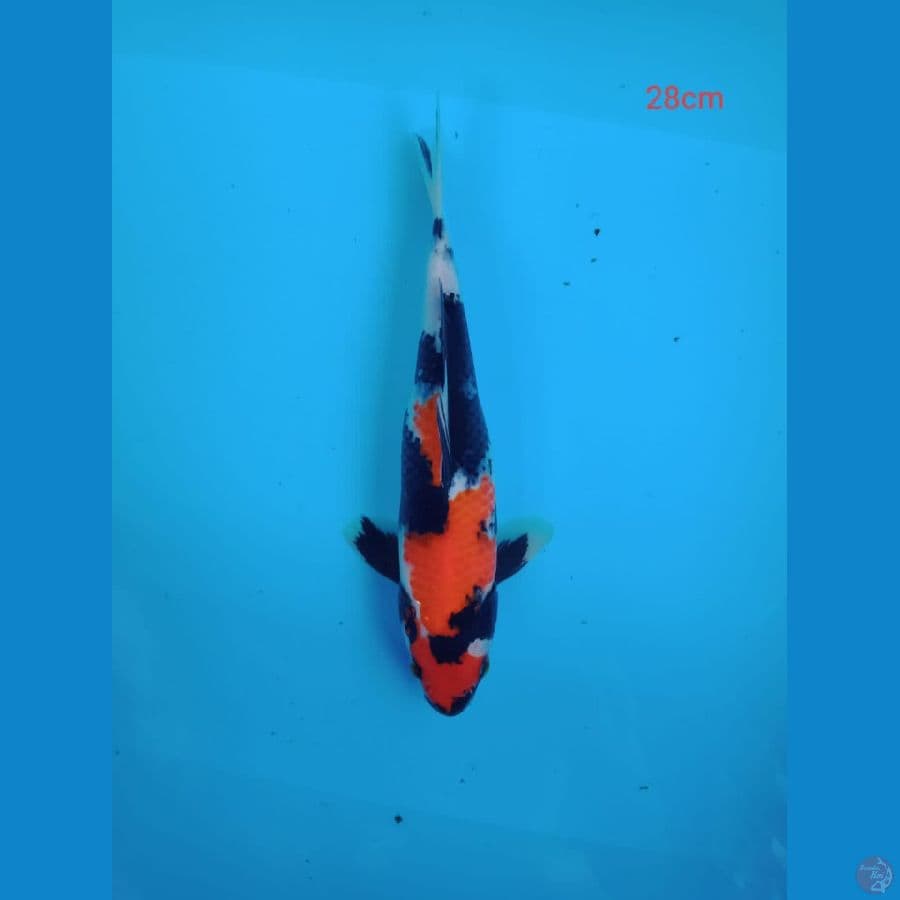 showa 28 cm