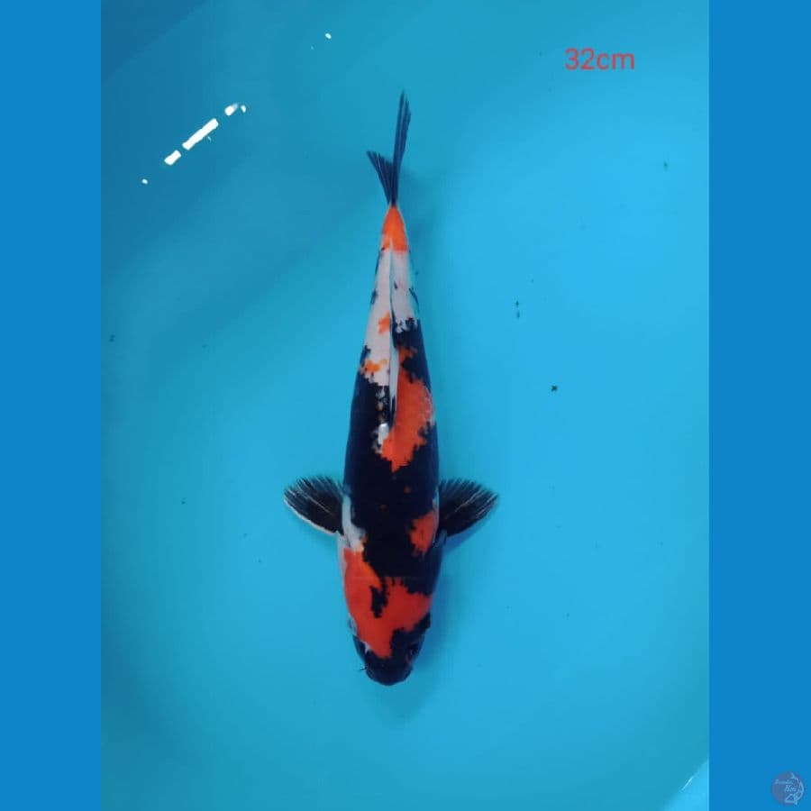 showa 32 cm