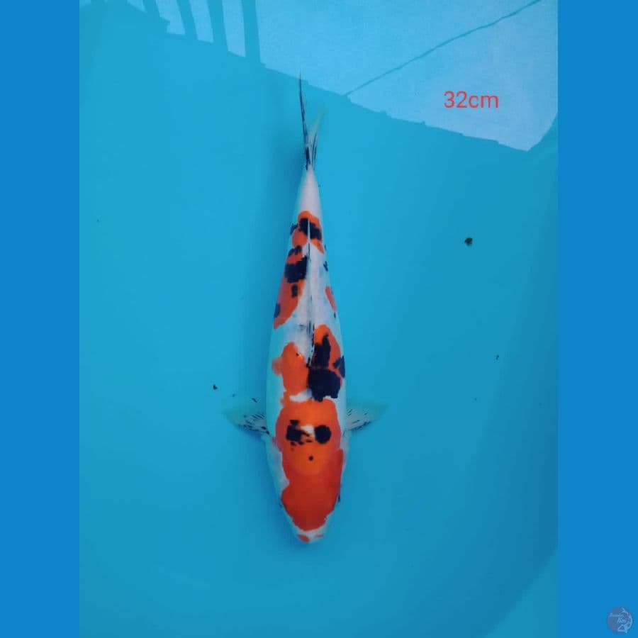 sanke doit 32cm