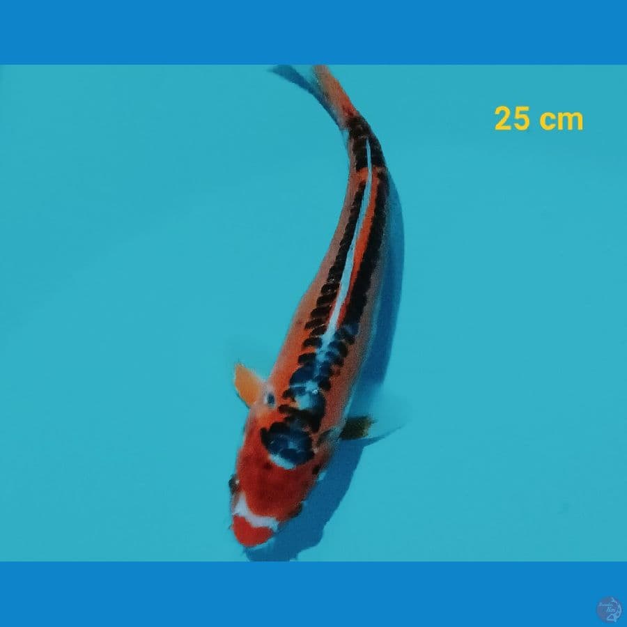 Mbak Hana 25 cm