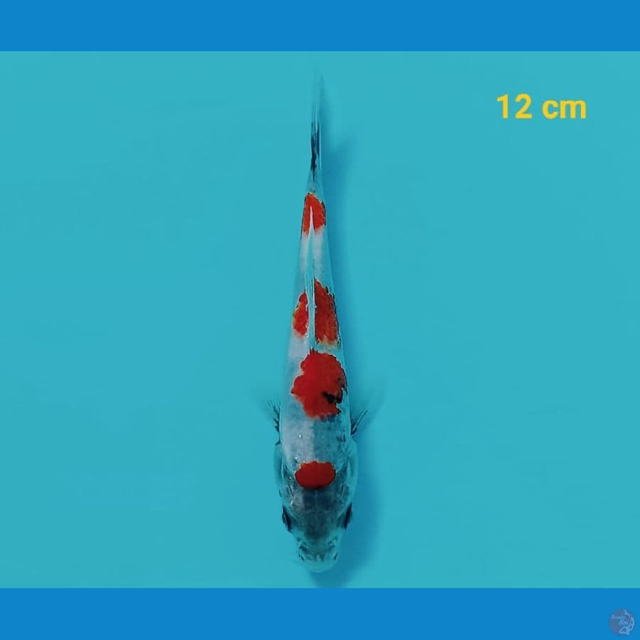 A3 MINION SHOWA HQ | 12 CM | UNCHECK