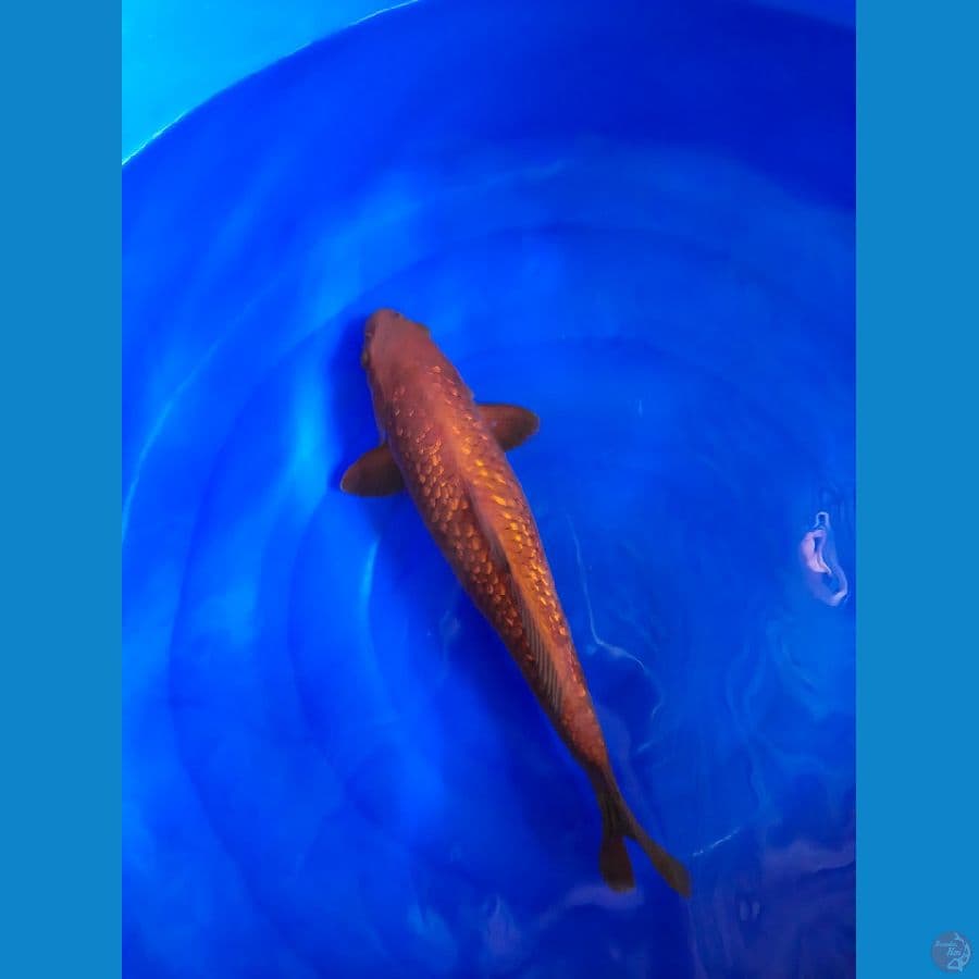 Cagoi ginrin merah bata