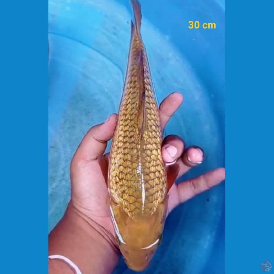 bling bling 30 cm