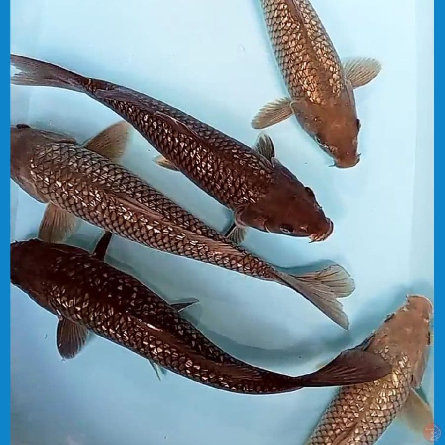 paket mix 5 ginrin 30-35 cm