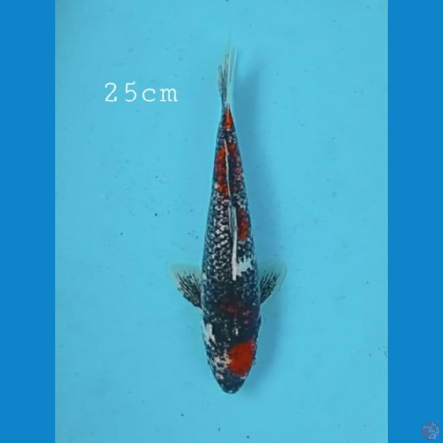 kawarimono 25cm