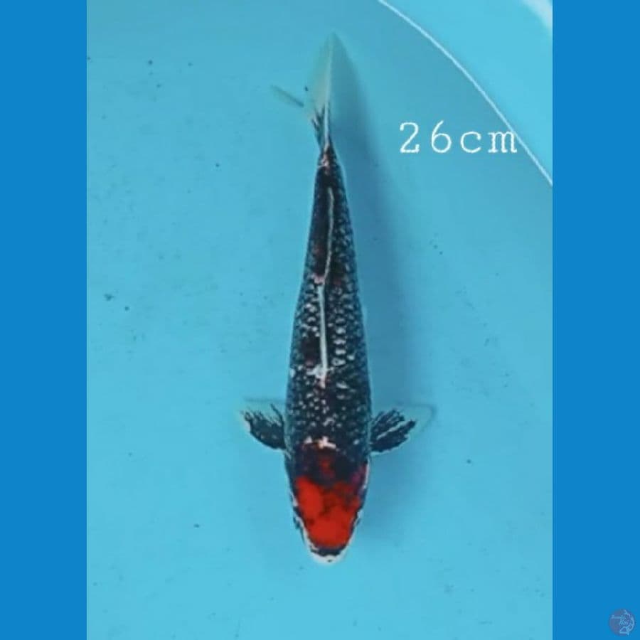 Kawarimono 26cm