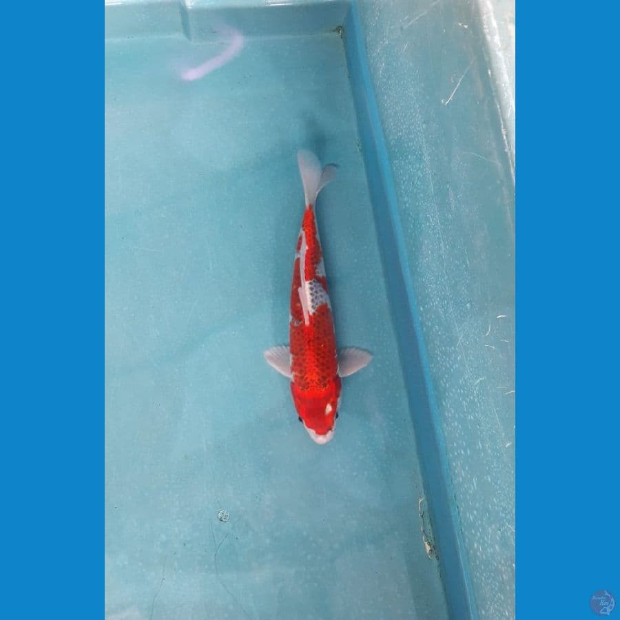 Kojaku male 28cm