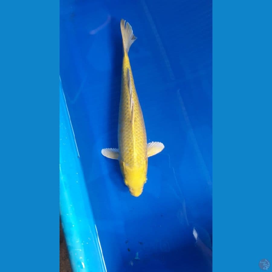 Yamabuki 31cm