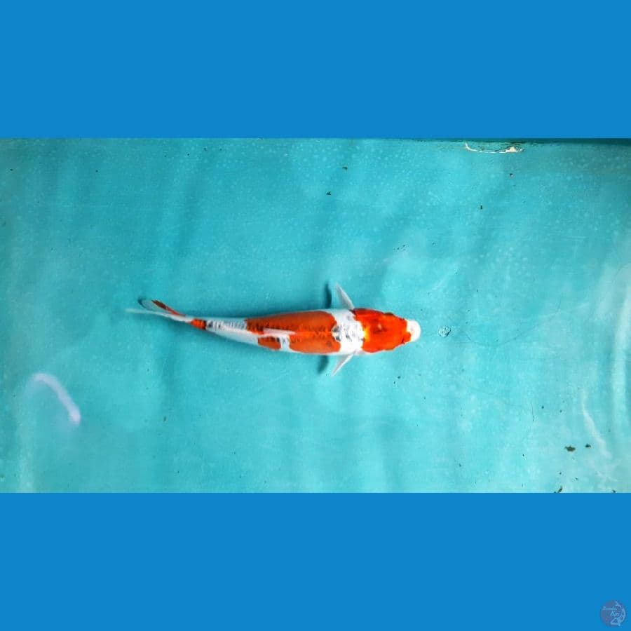 Kojaku doitsu 25cm