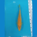KARASI CORN