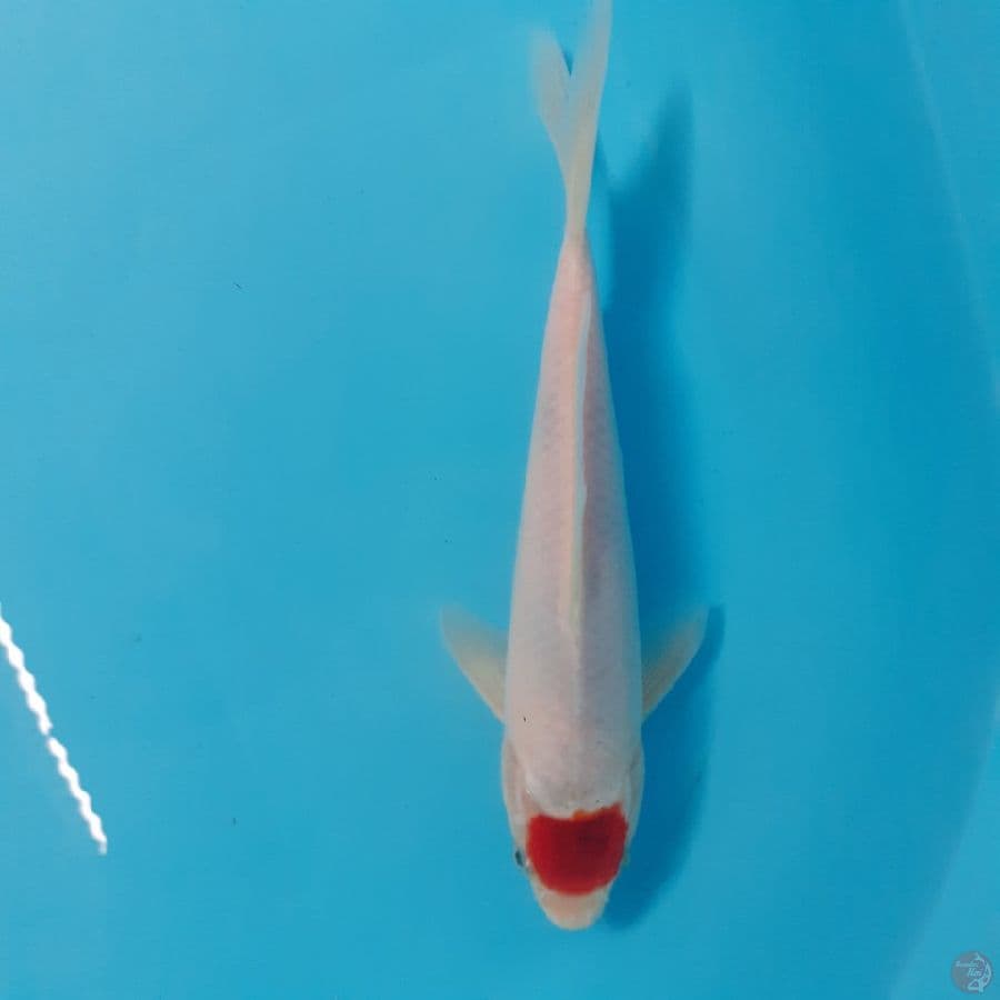 *TANCHO GOROMO//ML/24 CM*