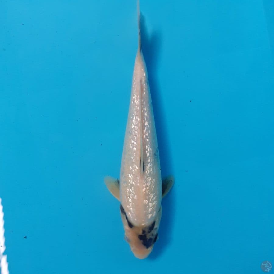 *SHIRO TATEGOI//ML/26 CM*