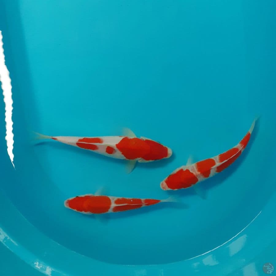 *KOHAKU 3 EKOR//17-22 CM*