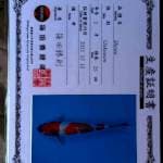 Kindai showa Sinoda 28
