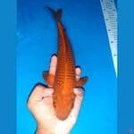 CHAGOI TEMBAGA SUPER FUKURIN