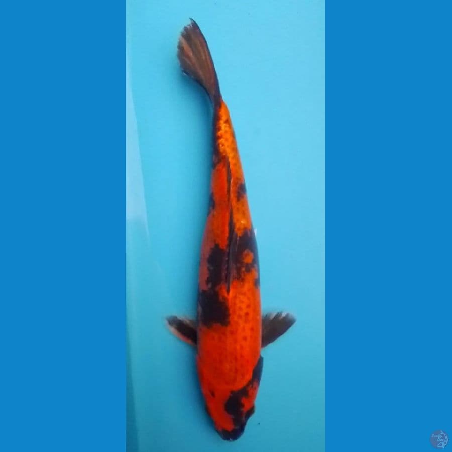 Kage Hi Utsuri 33cm (F)