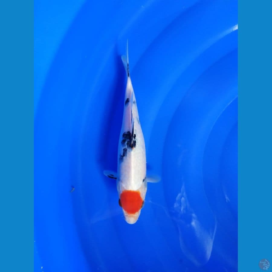 Tc Sanke 20 cm Up