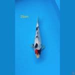 tancho showa 25cm