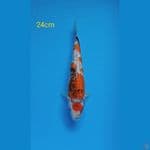 showa maruten fuul ginrin 24 cm