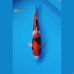 showa merah strong 30cm