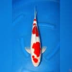 kohaku f1 good quality 42cm