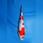 DOITSU SANKE - Good Quality 28cm