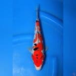 DOITSI SANKE - Good Quality 25cm