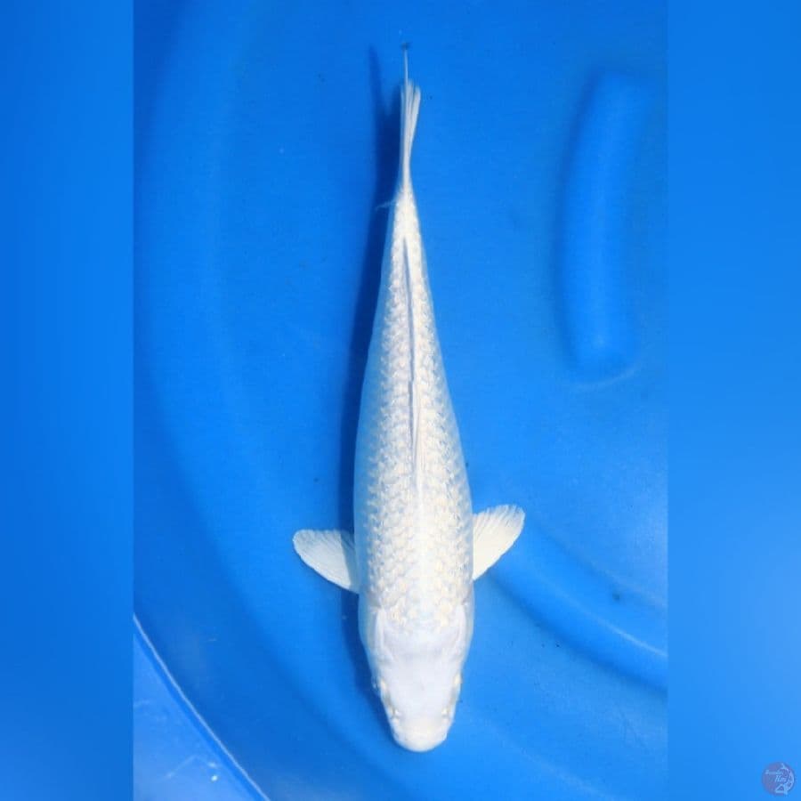 GINRIN PLATINUM -Ginrin Full, Hikari joss 33cm
