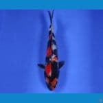 CHIKARA 7 ~ HQ SHOWA GINRIN 25CM/MALE