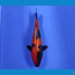 HIUTSURI TEMBUS 25CM/FM