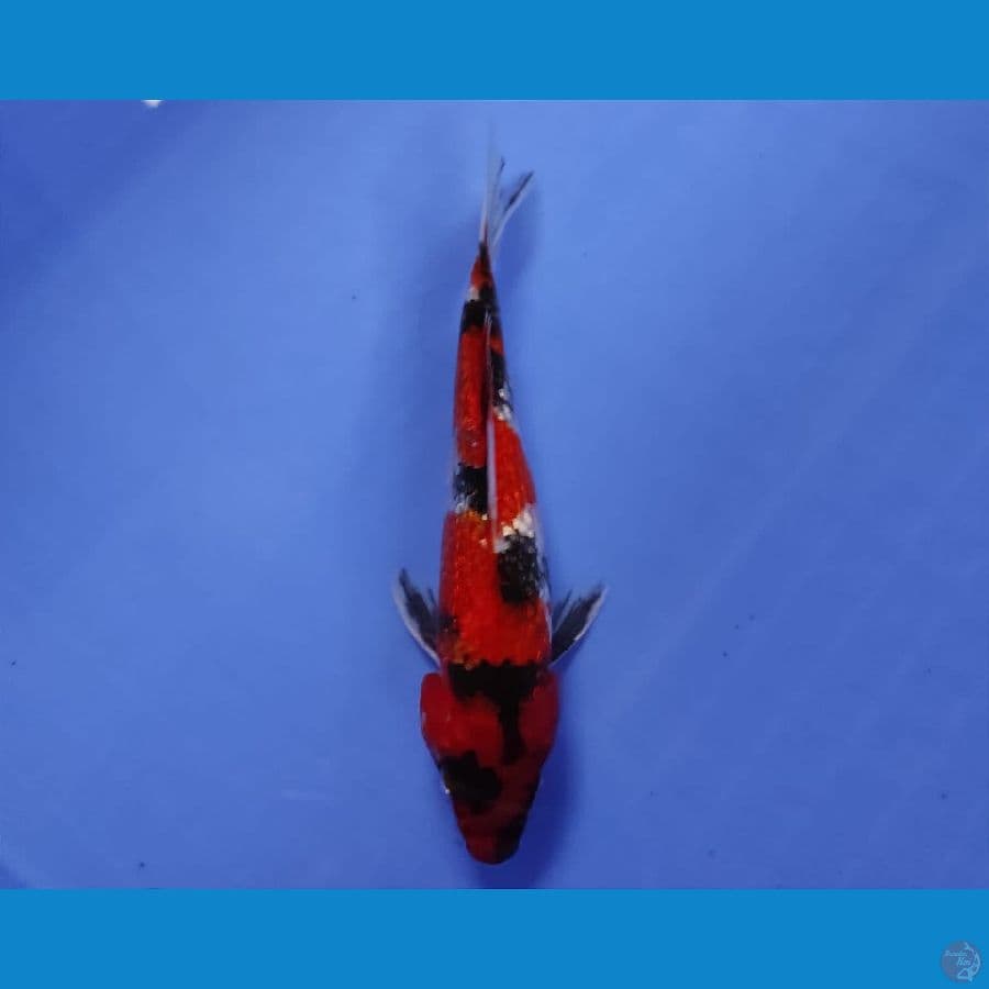 CHIKARA 10 ~ MINION SHOWA GINRIN 18CM/MALE