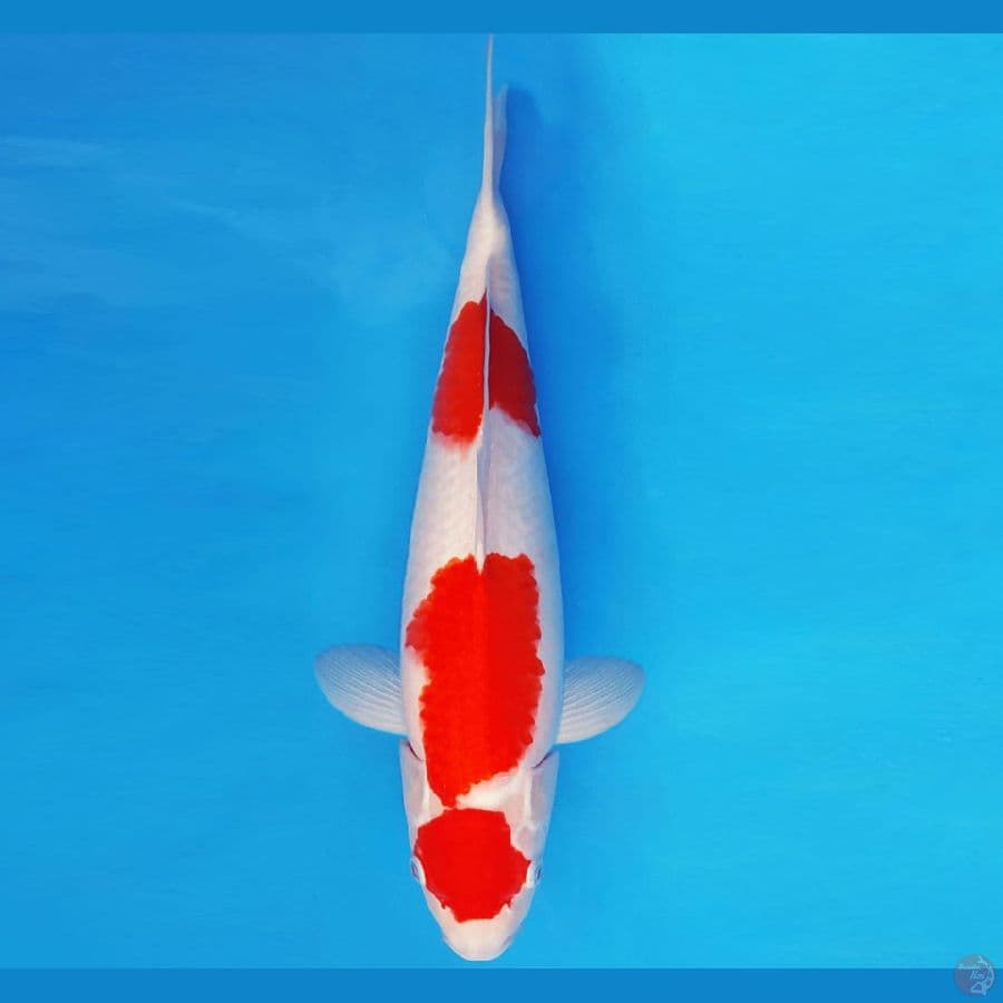 GODZILLA 5 ~ KOHAKU 45 cm/male ™
