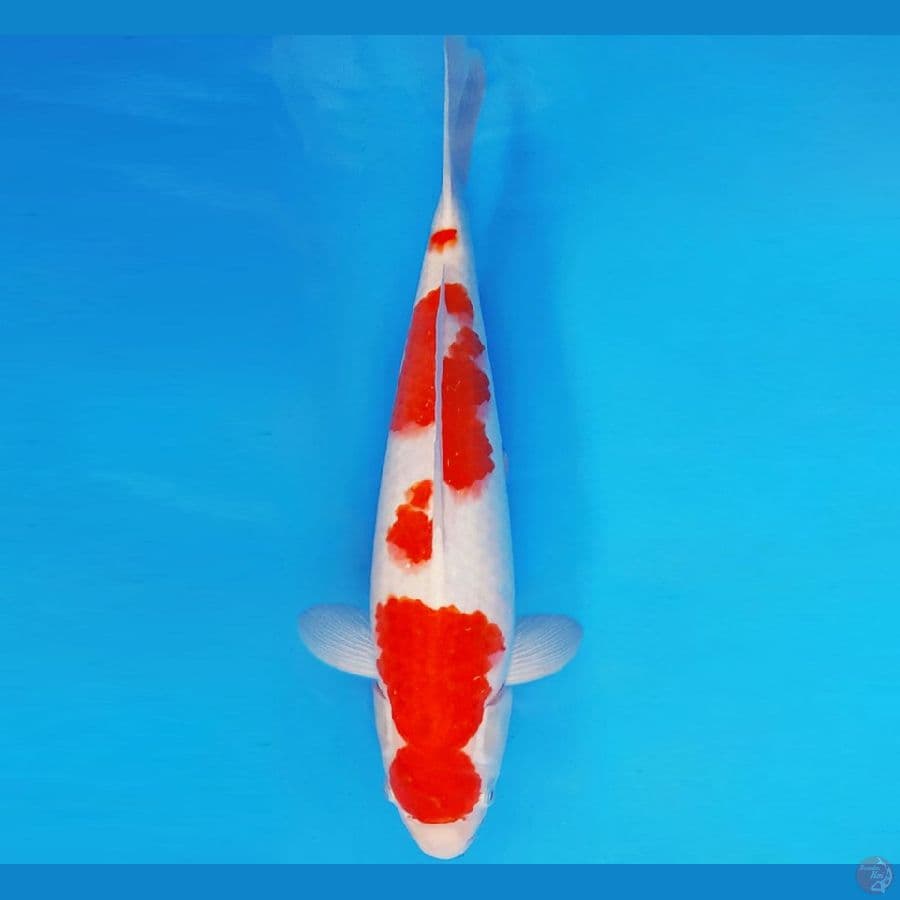 GODZILLA 7 ~ KOHAKU 44 cm/male ™