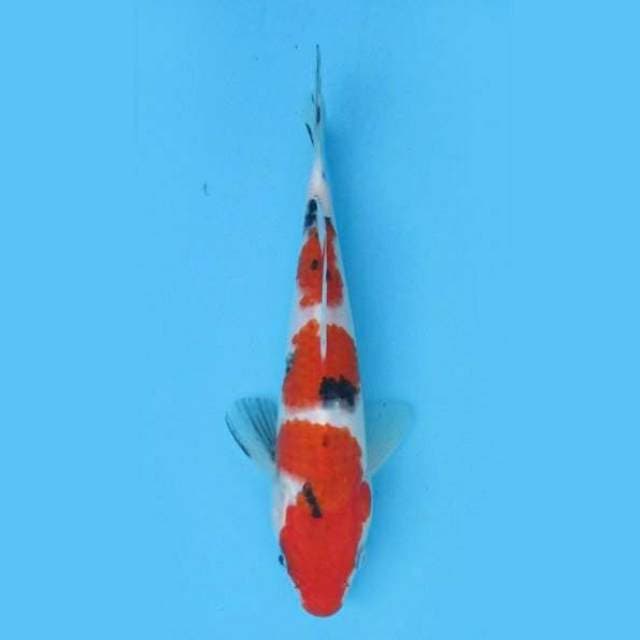 Near Koi - Sandan Menkaburi 23cm