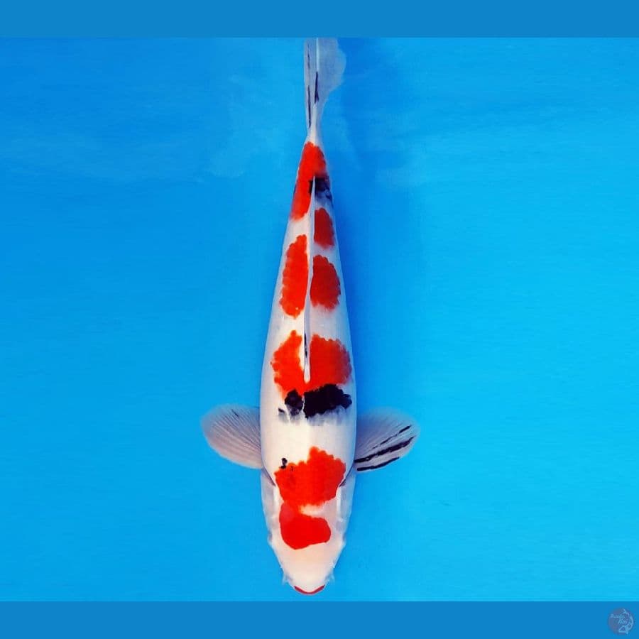 GODZILLA 14 ~ SANKE 37 cm/male ™