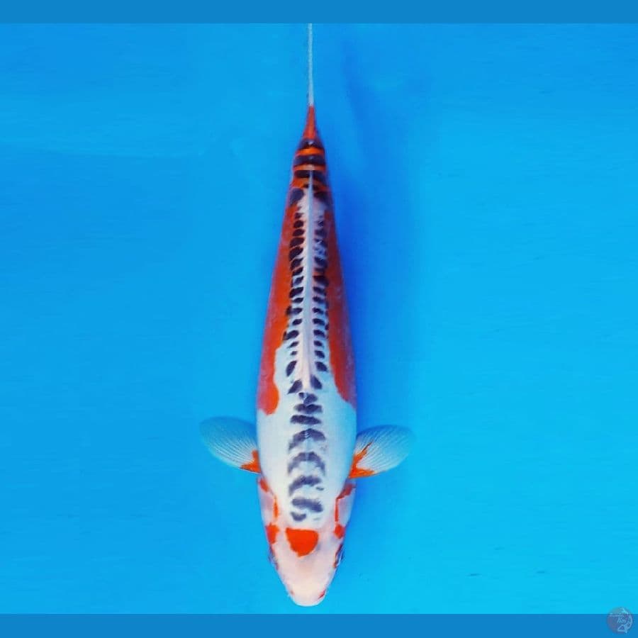MAGURO 2 - SHUSUI 30 cm/fm ®