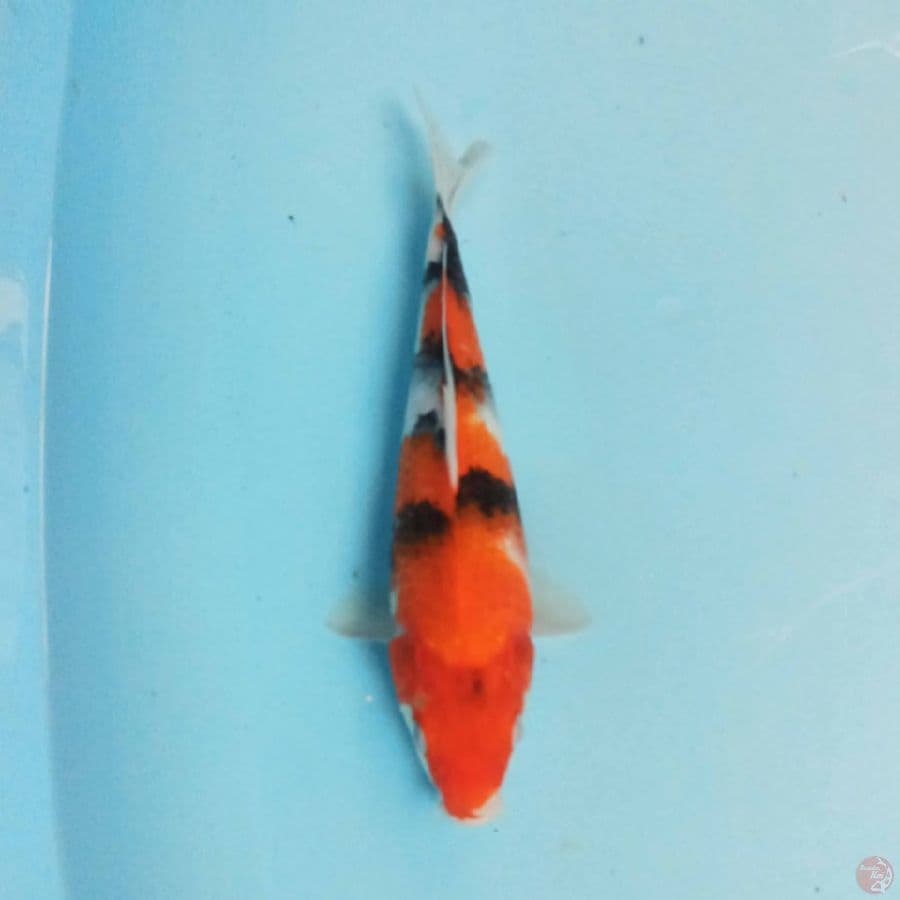 Showa 26 cm