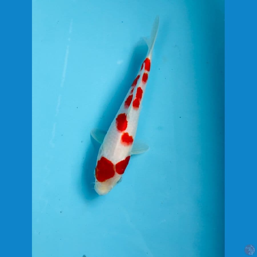 kohaku sakura 22 cm