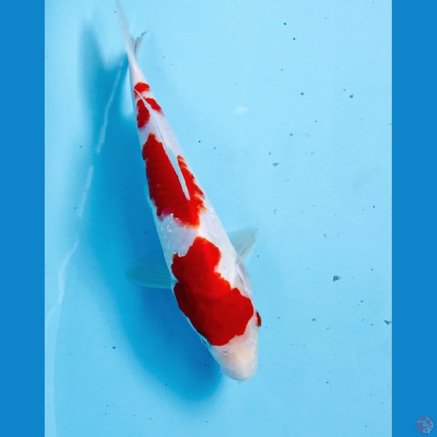 kohaku 22cm