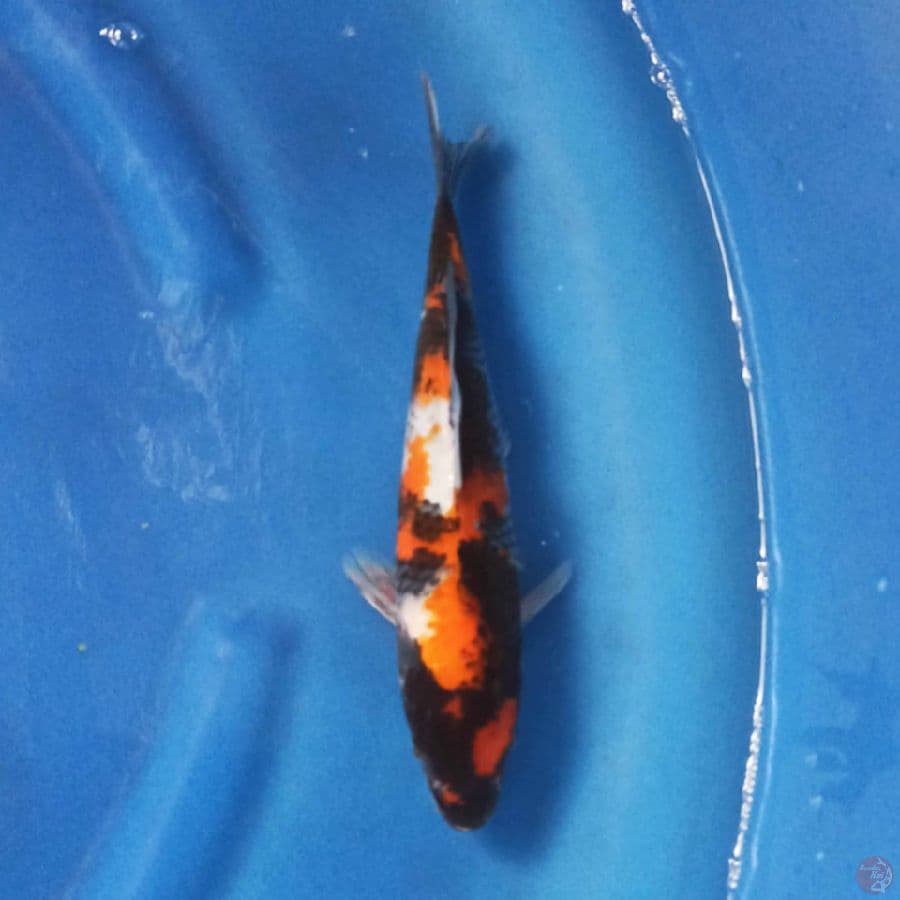 Showa 26 cm