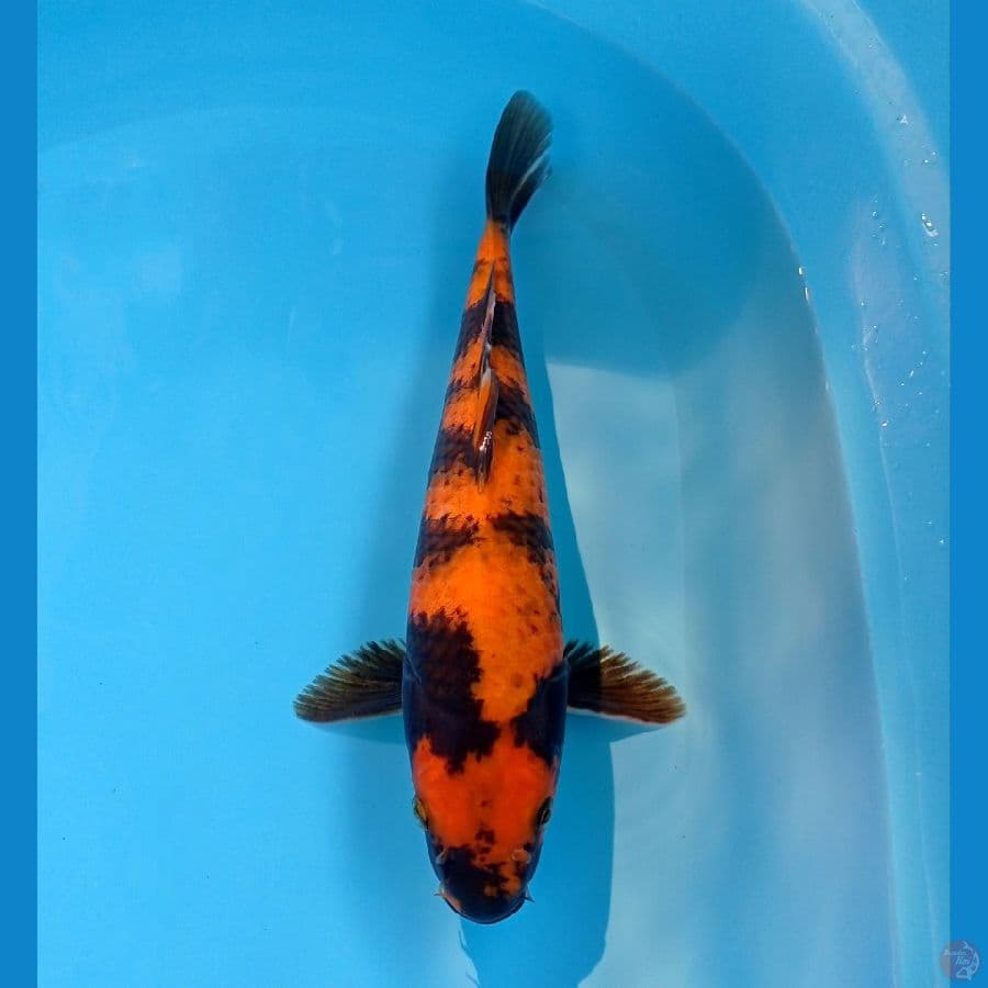 utsuri 30 cm